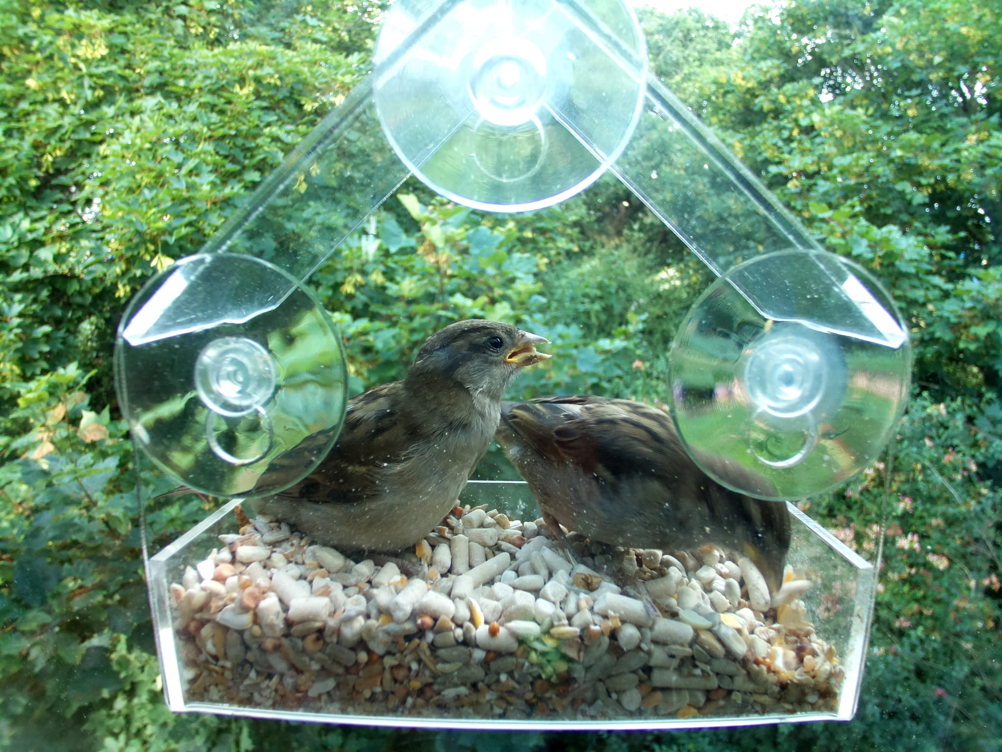 2 Sparrows