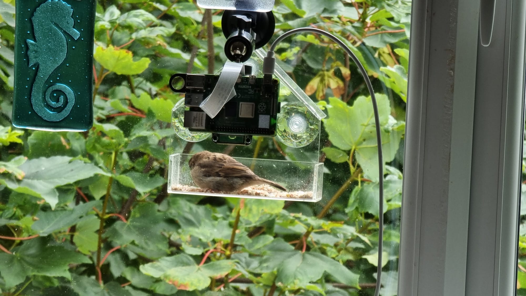 Camera set up with resting sparrow